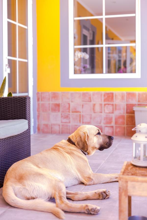 Quinta Almargem Lusitano - Farm House Tavira Exterior photo